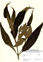 藏品(揚波)的圖片